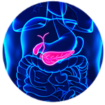 3D image of the gallbladder
