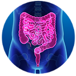 3D image of intestines